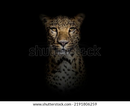 Head shot, portrait of a Spotted leopard facing at the camera on a black background