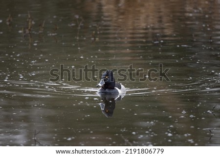 Ring Necked Duck wading in water