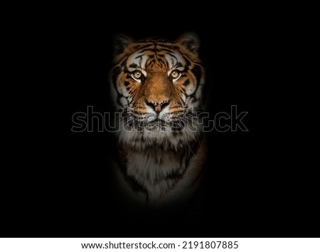 Tiger looking at the camera on a black background
