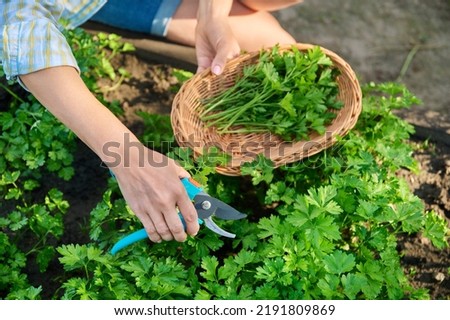 Close-up of womans hands with pruner cutting crop of fresh parsley Royalty-Free Stock Photo #2191809869