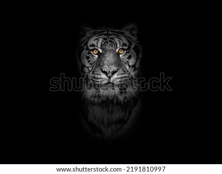 Black and white portrait of a Tiger looking at the camera on black background, yellow eyed