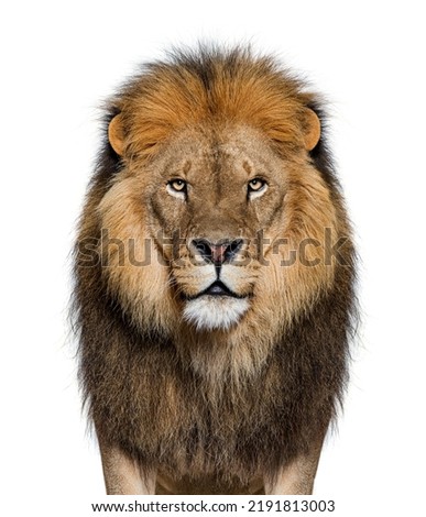 Portrait of a Male adult lion looking at the camera, Panthera leo, isolated on white Royalty-Free Stock Photo #2191813003