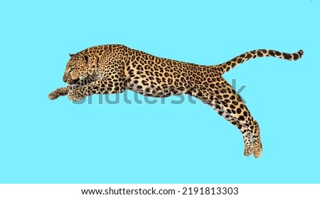 Spotted leopard leaping, panthera pardus, isolated on blue