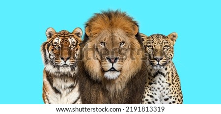 Lion, tiger and spotted leopard, together on a blue background