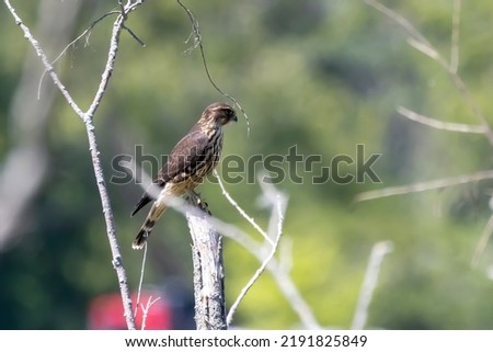 The Merlin (Falco columbarius), juvenile bird.  Is a small species of falcon. Natural scene from Wisconsin. Can catch birds larger than itself, but hunts insects and smaller prey.  Royalty-Free Stock Photo #2191825849