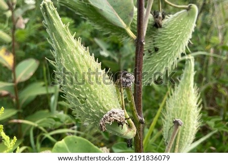 Common name: Common milkweed, scientific name: Asclepias syriaca Royalty-Free Stock Photo #2191836079