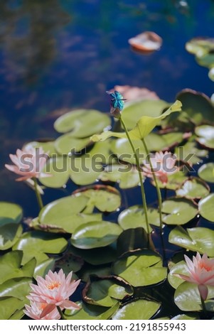 A dragonfly perched on a lotus in summer