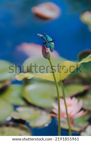 A dragonfly perched on a lotus in summer