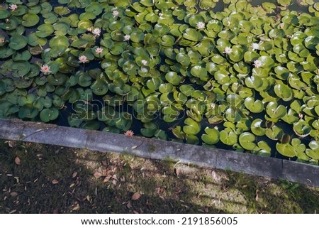 Pink water lilies in the pond in summer