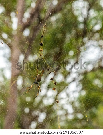 Golden silk orb-weaver Orb spider. Pictured in natural environment in Queensland, Australia.
