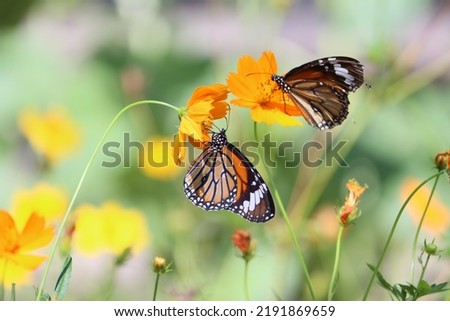 Danaus genutia, the common tiger, is one of the common butterflies of India. It belongs to the "crows and tigers", that is, the Danainae group of the brush-footed butterflies family. 