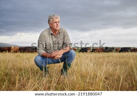 Thinking, serious and professional farmer on a field with herd of cows and calves in a open nature grass field outside on cattle farm. Agriculture man, worker or business owner looking at Royalty-Free Stock Photo #2191880047