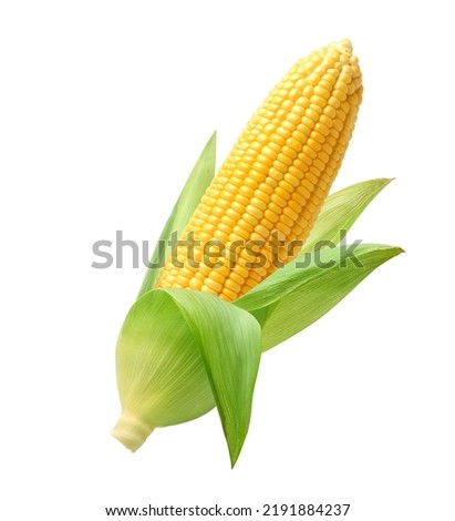 Fresh corn isolated on white background. Clipping path. Royalty-Free Stock Photo #2191884237