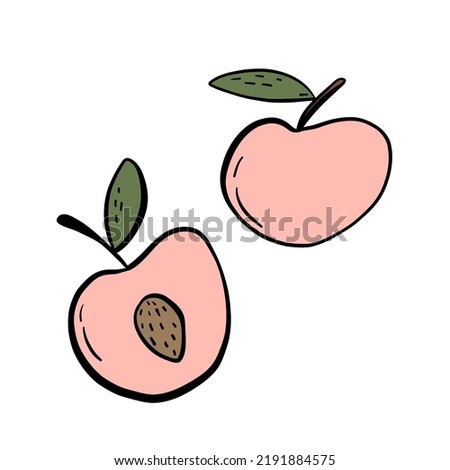 Two pink peaches or apricots with leaves on a white background. Hand drawn sketch illustrations with fruits. Vector outline summer food. Ideal for prints, t shirt, totebag.