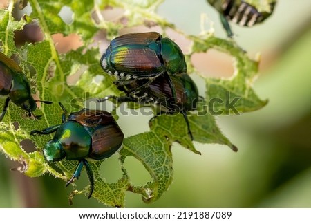The Japanese beetle (Popillia japonica) is a species of scarab beetle Royalty-Free Stock Photo #2191887089