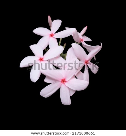 Kopsia fruticosa or Kopsia rosea flowers. Close up pink flower bouquet isolated on black background. Top view pink flowers bunch. Royalty-Free Stock Photo #2191888661