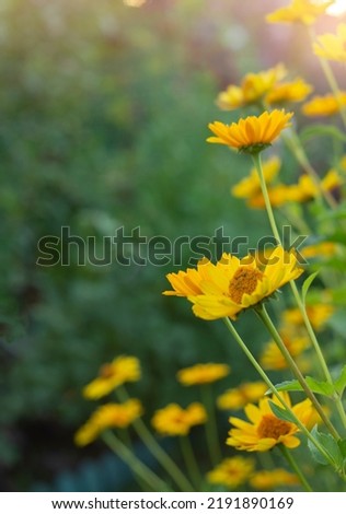 Yellow heliopsis flowers on a background of greenery and sunny morning light. Place for text
