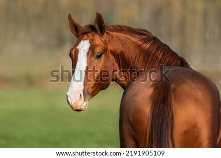 Portrait of red horse looking back. Don breed horse. Royalty-Free Stock Photo #2191905109