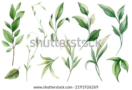 Watercolor floral collection. Illustration set with green wild leaves. Botanic illustration isolated on white background for wedding, greetings, wallpapers, fashion, backgrounds, wrappers, print Royalty-Free Stock Photo #2191926269