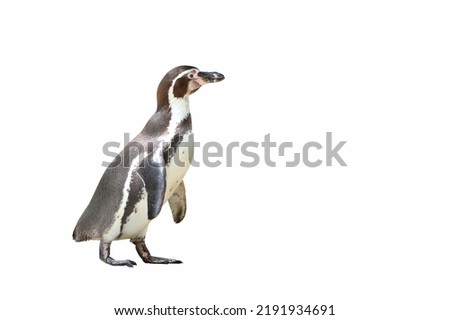 Penguin isolated on white background.