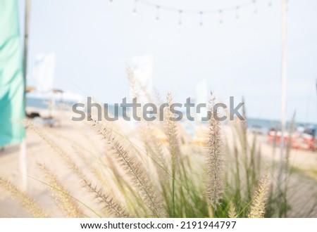 Brown grass flower, beach background and turquoise sea.