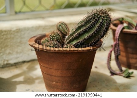 Crooked prickly cactus in a clay pot. High quality photo
