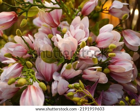 (Magnolia soulangeana) is a hybrid magnolia native to Europe.