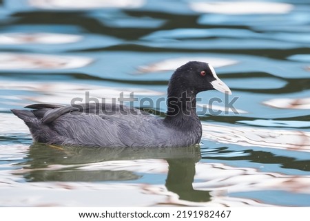 Birds and animals in wildlife concept. Amazing duck in lake or river. Wildlife scene from nature.