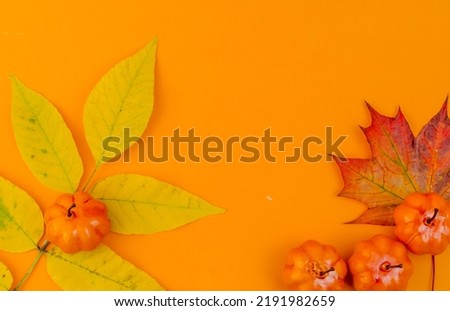 orange pumpkins on orange background flat layer. High quality photo