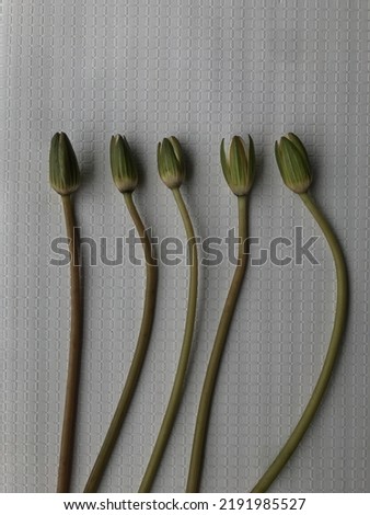 water lilies (Nymphaeaceae) flower bud on white background