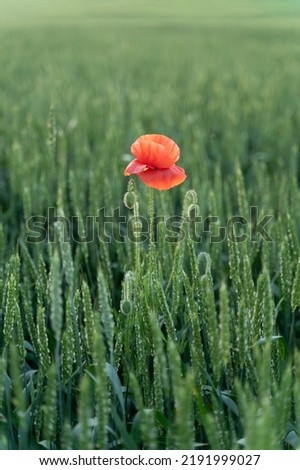 One red poppy flower in large green Wheat field. Concept of harvest, success, achievement and uniqueness. Rural landscape of the sunset of nature. Beautiful landscape under bright sunlight