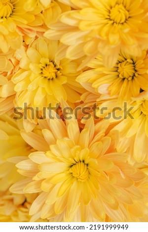 Yellow chrysanthemum flowers with dew drops close up as a beautiful nature background. Fall, autumn and thanksgiving day concept. Selective focus