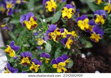 The garden pansy (Viola × wittrockiana)
