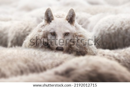 Wolf in a flock of sheep with wool clothing. Wolf pretending to be a sheep concept. Royalty-Free Stock Photo #2192012715
