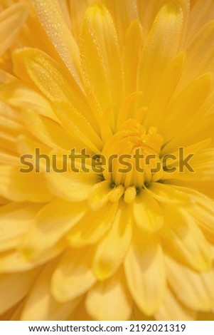Yellow chrysanthemum flower with dew drops close up as a beautiful nature background. Fall theme concept. Selective focus