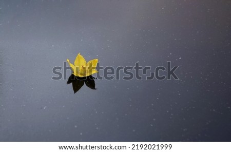   yellow flower on a dark smooth surface                             