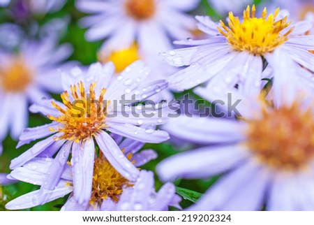 Beautiful aster flowers with dew drops on the petals