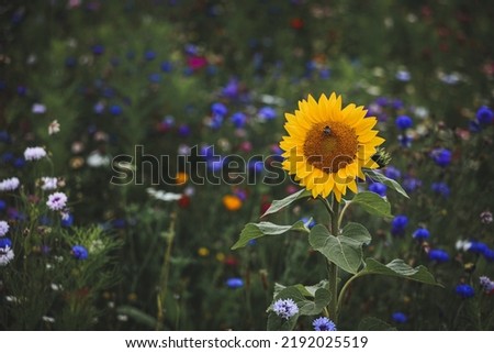 Summer garden with colourful flower bed and sunflower with working bee. Landscape background image perfect for social media posts and website background.