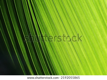 Palm leaf with diagonal lines from light to dark Royalty-Free Stock Photo #2192055865