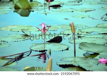 These pictures were taken in Bangladesh. This water lily grows in the wild around the year. This type of flower are example of peace and serenity. 