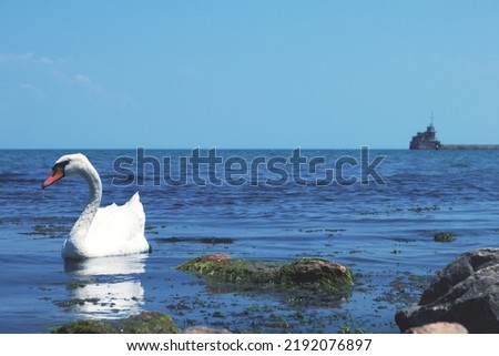 Swan on the water. White swan in the sea near the shore.
