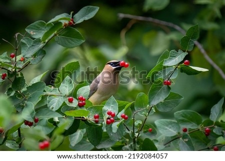 cedar waxwing bird with red berries in its beak on a bush Royalty-Free Stock Photo #2192084057