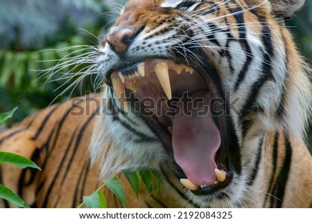 Tiger in the wild. Shooting a tiger in nature. Tiger in the forest. Wild animal in nature. Shooting a predator. Tiger growl. Roaring roar. Closeup animal wildlife. Royalty-Free Stock Photo #2192084325