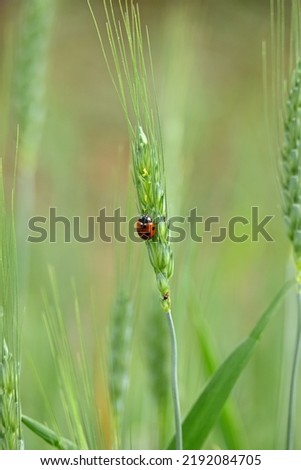 closeup the red black small bug insect hold and sitting on the wheat stitch plant in the farm soft focus natural green background.