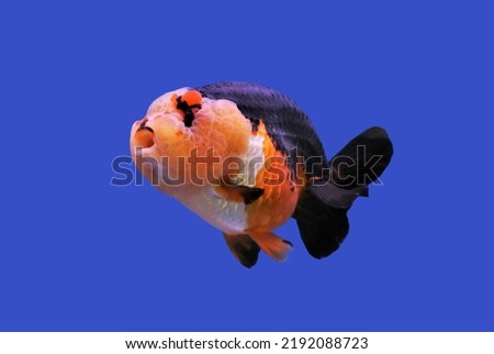 Calico Lionhead goldfish on isolated blue background. Carassius auratus is one of the most popular freshwater ornamental fish.
