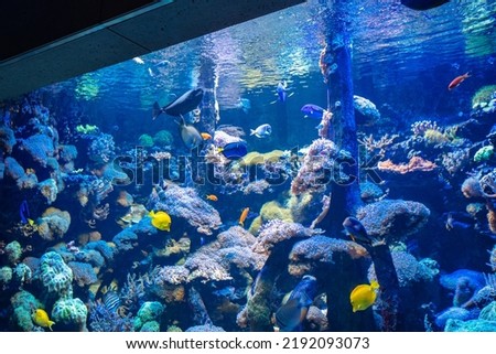 Clownfish and Blue Tang in aquarium in zoo
