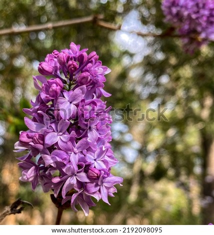 spring time, flowers and trees blooming, cherry tree, lilac, tulips, flower shop, colors, close up and gardens.