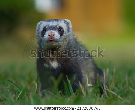 Black sable ferret on the grass.                 