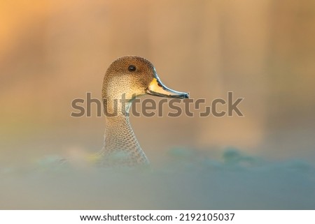 White-cheeked pintail (Anas bahamensis), with the beautiful yellow coloured water surface. Beautiful brown duck from the river in the morning mist. Wildlife scene from nature, Czech Republic