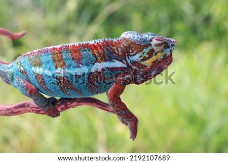 Beautiful color of chameleon panther, chameleon panther on branch, chameleons panther walking on branches